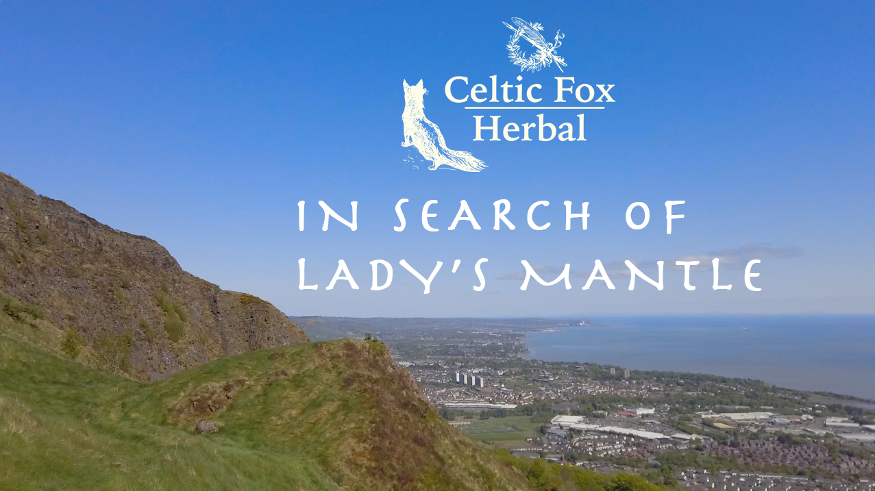 In search of Lady’s Mantle – Cavehill Foraging Walk Belfast