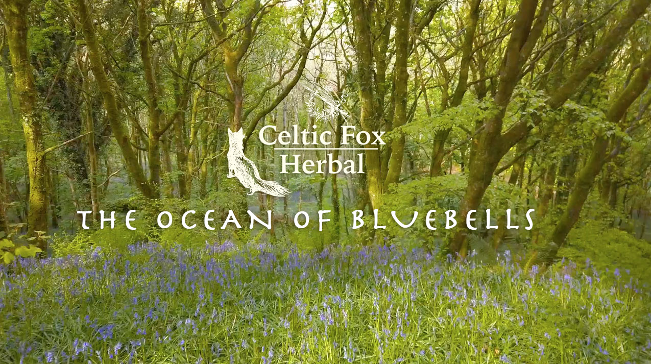 The Ocean of Bluebells – A walk in Bellurgan Park Forest
